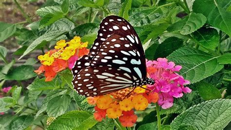 蝴蝶飛來身上 陽性植物有哪些